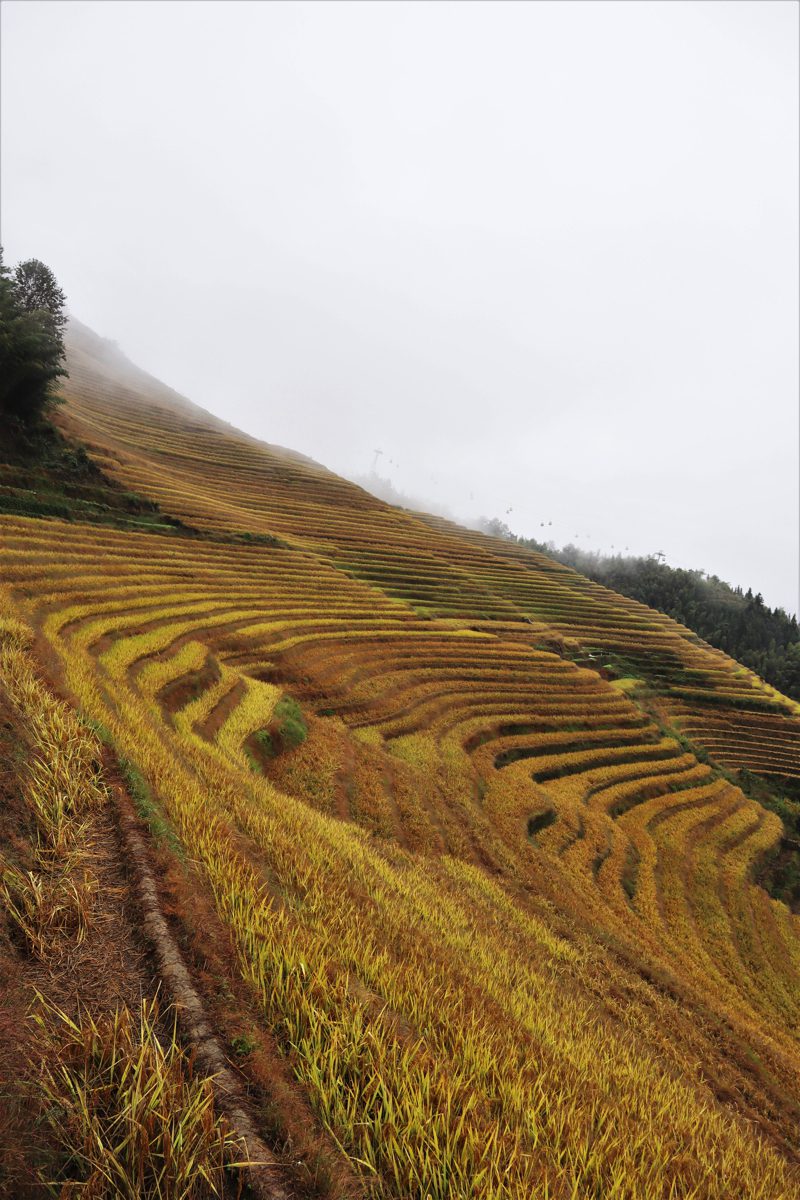 広西壮族自治区・龍脊棚田の写真　山を彩る金色の絨毯2-2