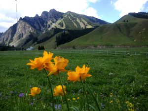 新疆ウィグル自治区・天山天池 南山牧場の写真　天山の山懐に抱かれて2-7