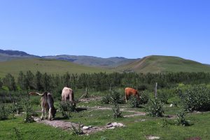 新疆ウィグル自治区・昭蘇の写真　生命が蘇る地-8