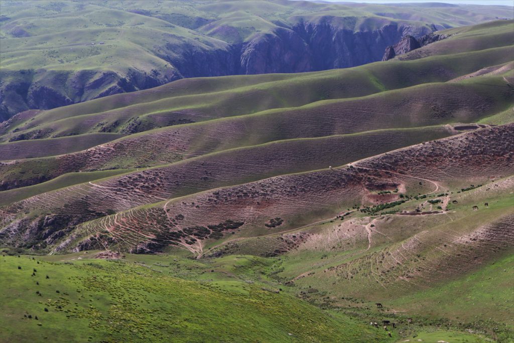 新疆ウィグル自治区・喀拉峻（カラジュン）の写真　波打つ、花と深緑の大草原-1