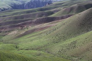 新疆ウィグル自治区・喀拉峻（カラジュン）の写真　波打つ、花と深緑の大草原-10