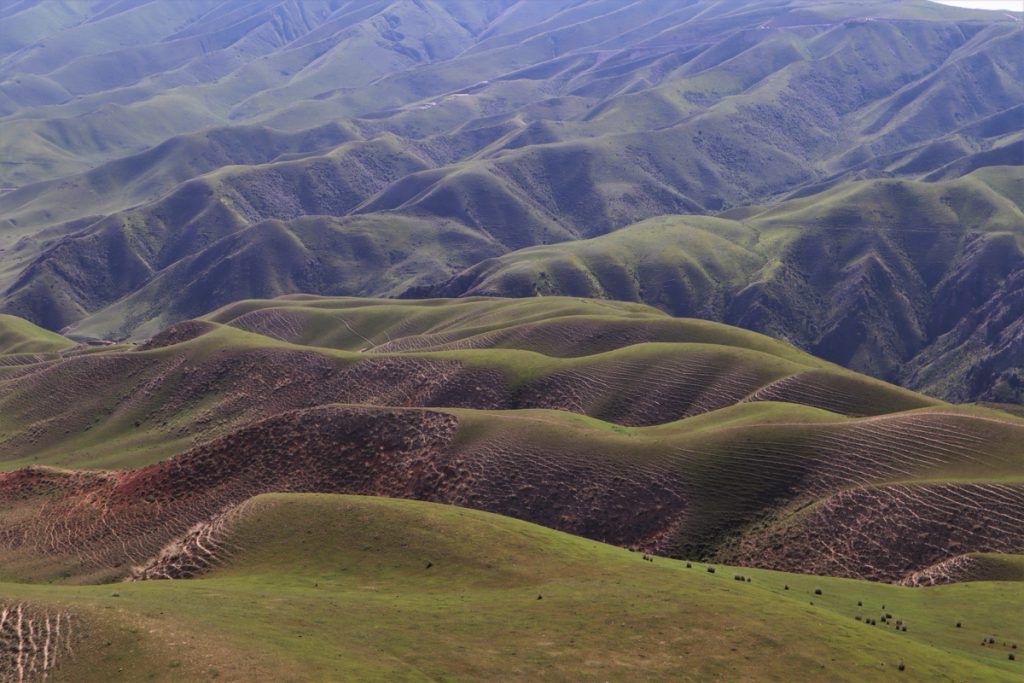新疆ウィグル自治区・喀拉峻（カラジュン）の写真　波打つ、花と深緑の大草原-4