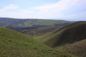 新疆ウィグル自治区・喀拉峻（カラジュン）の写真　波打つ、花と深緑の大草原-7