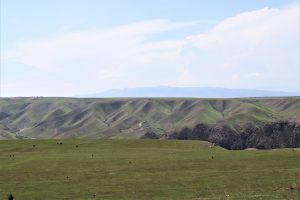 新疆ウィグル自治区・喀拉峻（カラジュン）の写真　波打つ、花と深緑の大草原-9