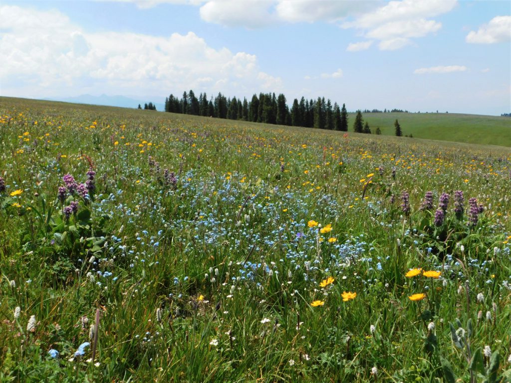 新疆ウィグル自治区・喀拉峻（カラジュン）の写真　波打つ、花と深緑の大草原2-2