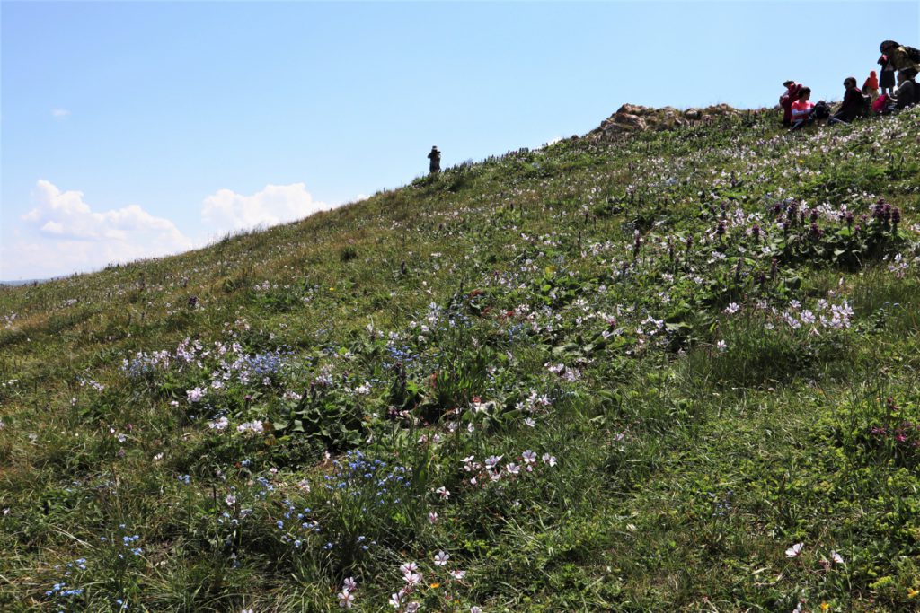 新疆ウィグル自治区・喀拉峻（カラジュン）の写真　波打つ、花と深緑の大草原2-4