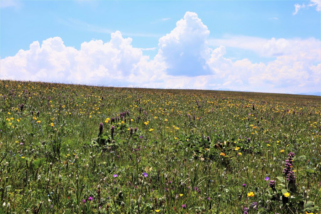 新疆ウィグル自治区・喀拉峻（カラジュン）の写真　波打つ、花と深緑の大草原2-5