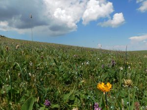 新疆ウィグル自治区・喀拉峻（カラジュン）の写真　波打つ、花と深緑の大草原2-6
