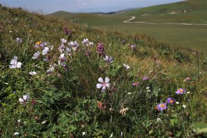 新疆ウィグル自治区・喀拉峻（カラジュン）の写真　波打つ、花と深緑の大草原2-8