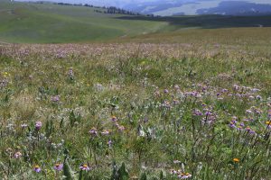 新疆ウィグル自治区・喀拉峻（カラジュン）の写真　波打つ、花と深緑の大草原2-9