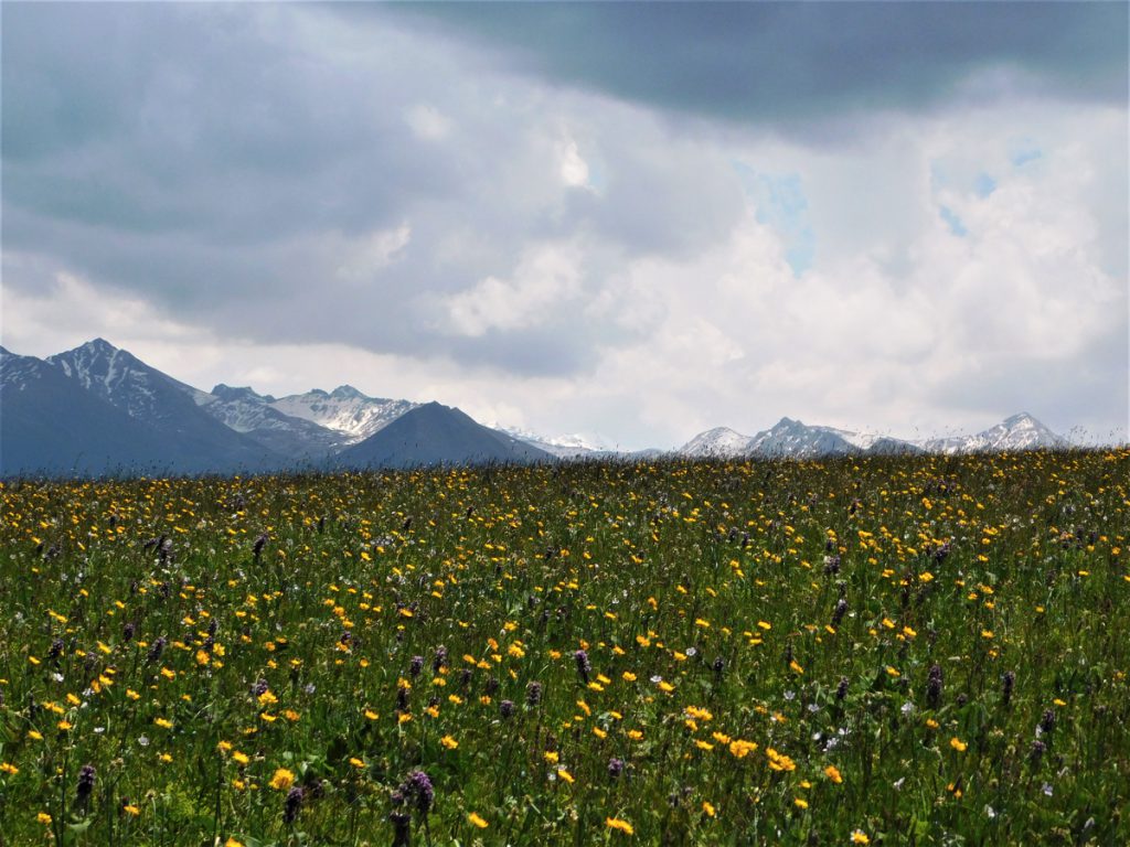 新疆ウィグル自治区・喀拉峻（カラジュン）の写真　波打つ、花と深緑の大草原3-3