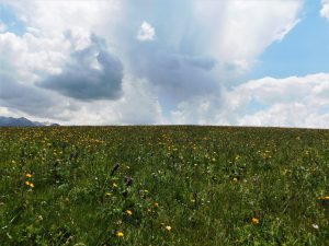 新疆ウィグル自治区・喀拉峻（カラジュン）の写真　波打つ、花と深緑の大草原3-7