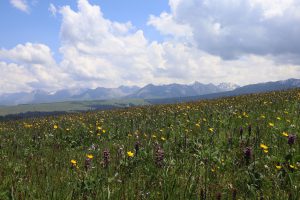 新疆ウィグル自治区・喀拉峻（カラジュン）の写真　波打つ、花と深緑の大草原3-8