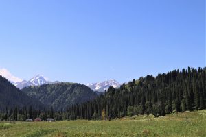 新疆ウィグル自治区・庫爾徳寧の写真　“雪嶺雲杉”の原始杉の故郷-8