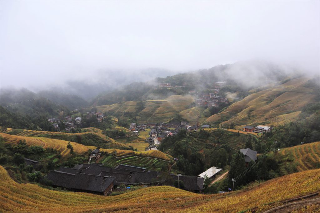 広西壮族自治区・龍脊棚田の写真　山を彩る金色の絨毯-3