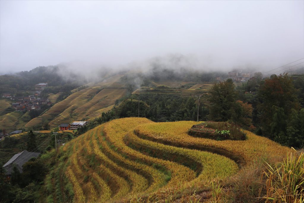 広西壮族自治区・龍脊棚田の写真　山を彩る金色の絨毯-4