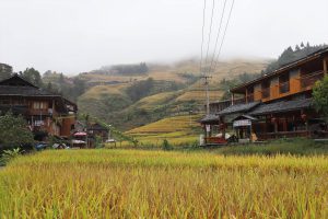 広西壮族自治区・龍脊棚田の写真　山を彩る金色の絨毯2-10