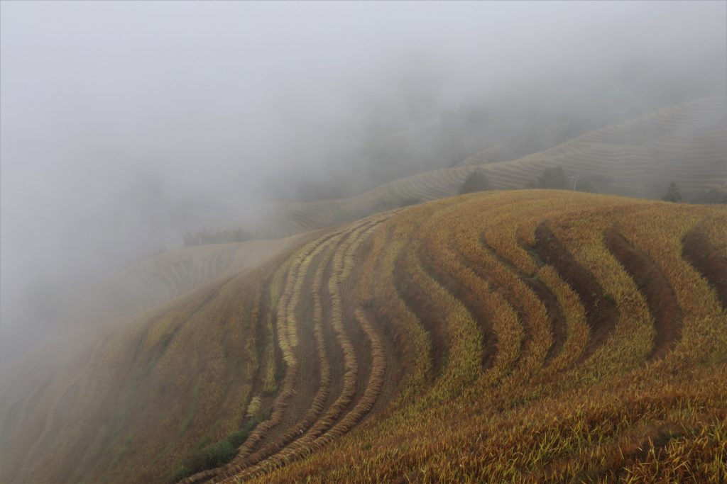 広西壮族自治区・龍脊棚田の写真　山を彩る金色の絨毯3-1