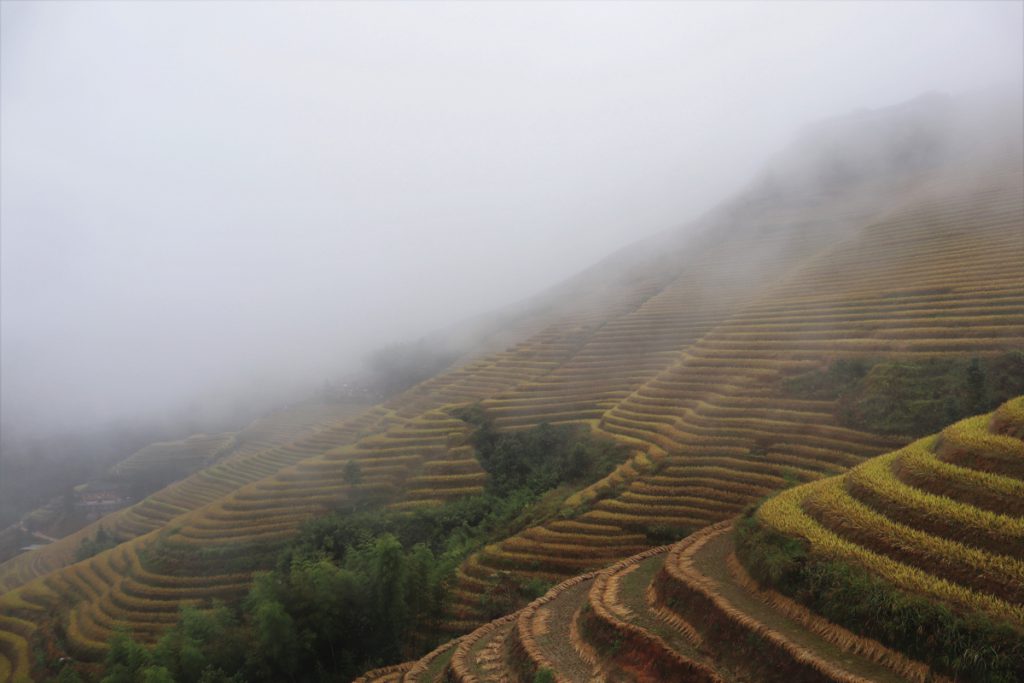 広西壮族自治区・龍脊棚田の写真　山を彩る金色の絨毯3-2