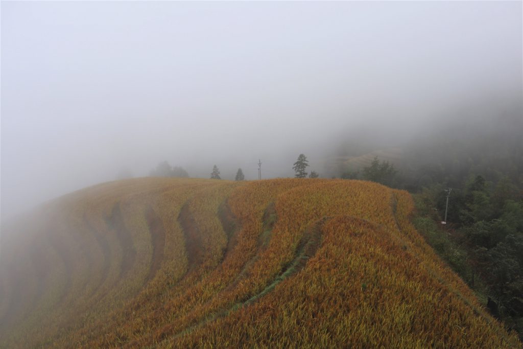広西壮族自治区・龍脊棚田の写真　山を彩る金色の絨毯3-3
