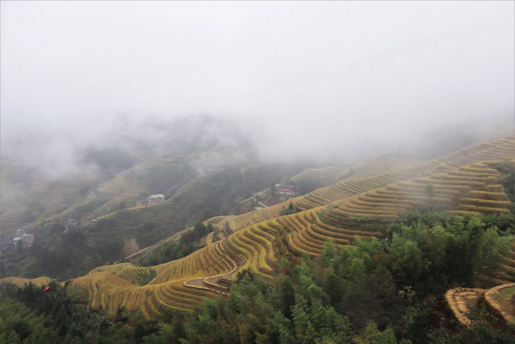 広西壮族自治区・龍脊棚田の写真　山を彩る金色の絨毯3-5