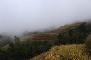 広西壮族自治区・龍脊棚田の写真　山を彩る金色の絨毯3-6