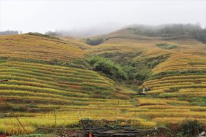 広西壮族自治区・龍脊棚田の写真　山を彩る金色の絨毯3-9