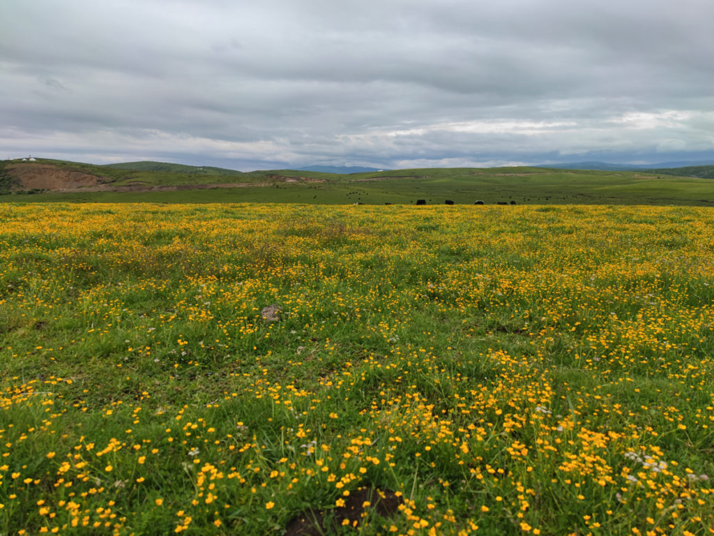 四川省・若尓盖（ルァルガイ）大草原の写真　感動溢れる仙境の阿壩藏族羌（チャン）族自治州-3