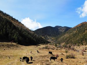 雲南省・香格里拉郊外 （松贊寺、納帕海、普達措国家公園）の写真　失われた地平線を求めて3-9