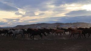 内蒙古自治区・室韋と黒山頭（904県道）の写真　室韋からロシア国境を黒山頭へ5-6