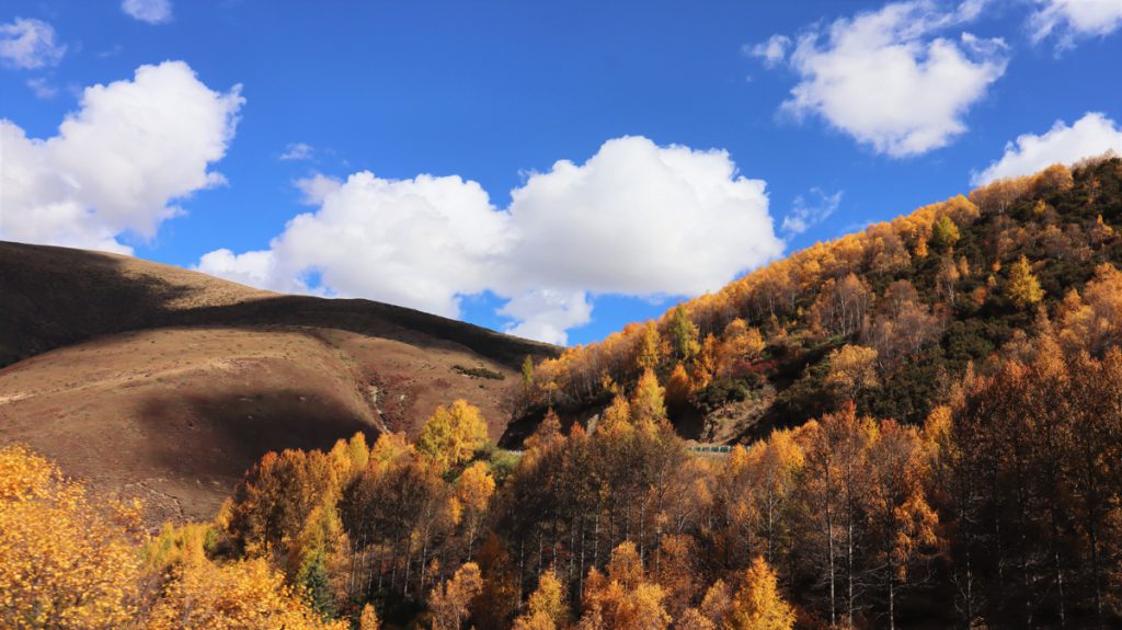 四川省・八美高原の写真　八美の紅葉に魅せられて2-1