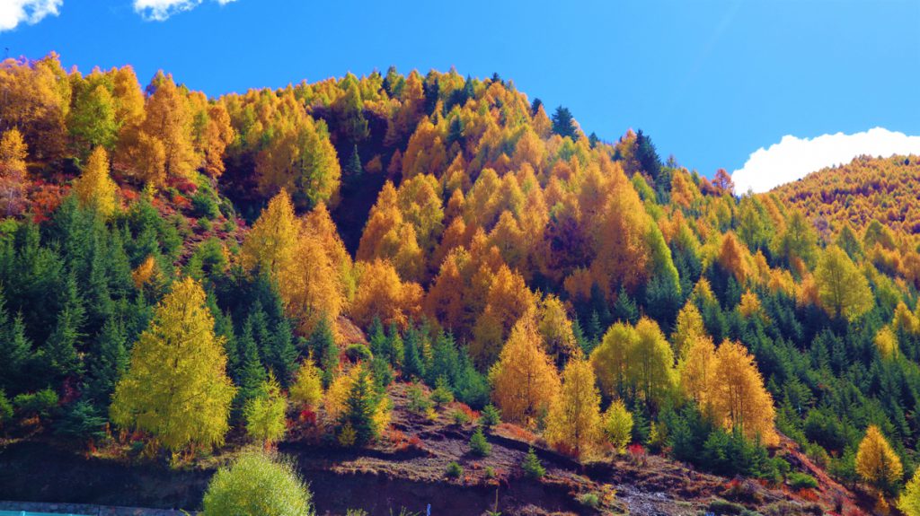 四川省・八美高原の写真　八美の紅葉に魅せられて2-5