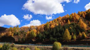 四川省・八美高原の写真　八美の紅葉に魅せられて2-7