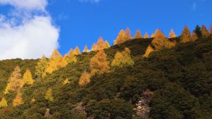 四川省・八美高原の写真　八美の紅葉に魅せられて3-8
