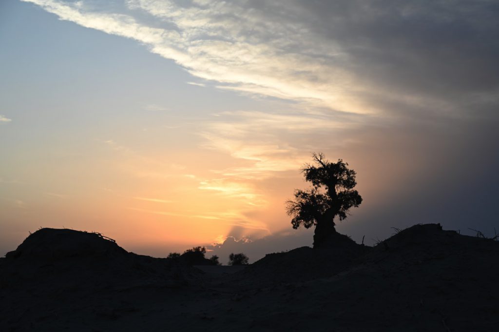 新疆ウィグル自治区・塔里木（タリム）盆地の写真　胡楊林を染めるタリムの夕陽3-4