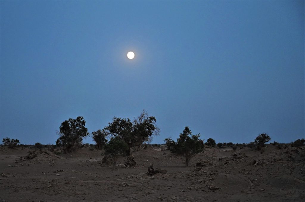 新疆ウィグル自治区・塔里木（タリム）盆地の写真　胡楊林を染めるタリムの夕陽3-5