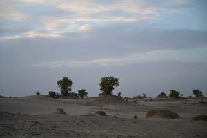 新疆ウィグル自治区・塔里木（タリム）盆地の写真　胡楊林を染めるタリムの夕陽3-6