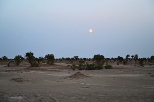 新疆ウィグル自治区・塔里木（タリム）盆地の写真　胡楊林を染めるタリムの夕陽3-7