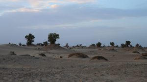 新疆ウィグル自治区・塔里木（タリム）盆地の写真　胡楊林を染めるタリムの夕陽3-8