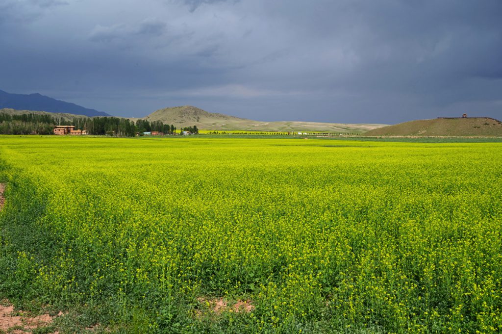 新疆ウィグル自治区・の写真　炎熱の谷から緑の天山へ5-2