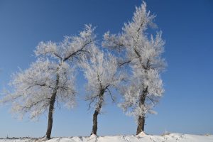 吉林省・の写真　冬の恋情その1-11-9
