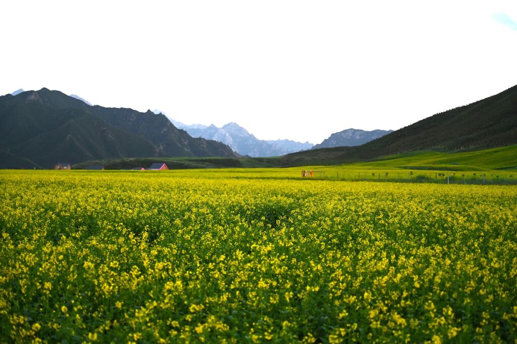 甘粛省・の写真　天上の画家2-2