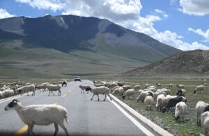 青海省・の写真　万山の祖と三江源5-11