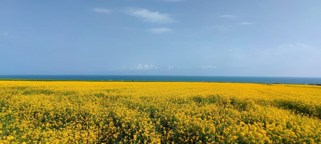 青海省・の写真　青海湖の春5-1