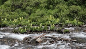 四川省・甲玉拉措、玉科草原、墨石公園、雅安碧峰峡、蒙頂山の写真 甲玉拉措と玉科草原からパンダとお茶の故郷へ-8