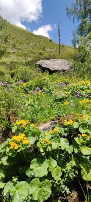 四川省・甲玉拉措、玉科草原、墨石公園、雅安碧峰峡、蒙頂山の写真 甲玉拉措と玉科草原からパンダとお茶の故郷へ-9