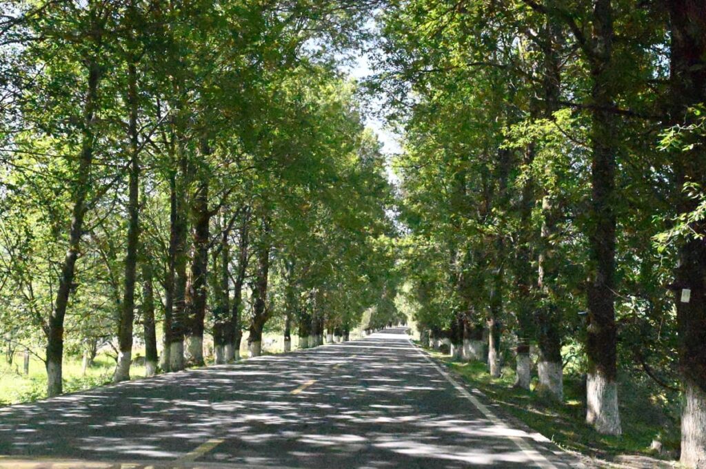 四川省・の写真 甲玉拉措と玉科草原からパンダとお茶の故郷へ4-5