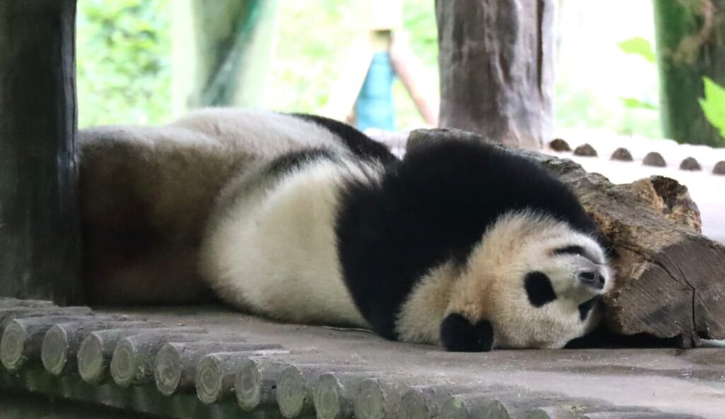 四川省・の写真 甲玉拉措と玉科草原からパンダとお茶の故郷へ5-4