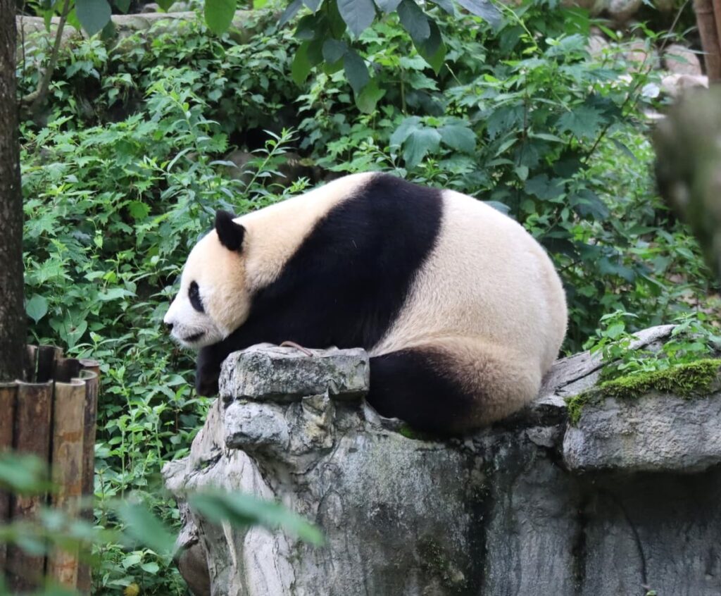 四川省・の写真 甲玉拉措と玉科草原からパンダとお茶の故郷へ5-5