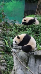 四川省・の写真 甲玉拉措と玉科草原からパンダとお茶の故郷へ5-7